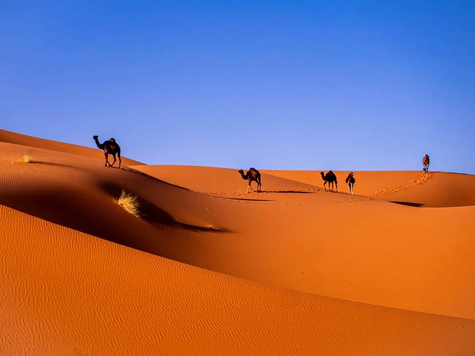 Marrakech to Merzouga 4 Days Tour